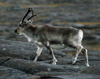 Reindeer Svalbard - 7