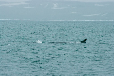 Whale - Svalbard - 3