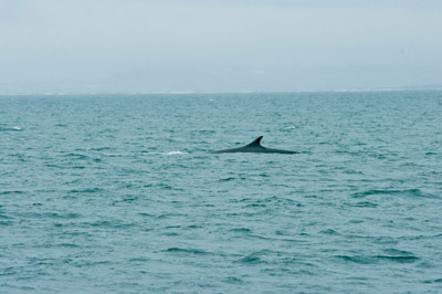 Whale - Svalbard - 4