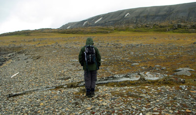 Sundnesset, Barentsoya, Whale Bone, Sub Fossil - Svalbard - 6
