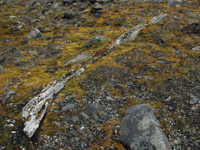 Sundnesset, Barentsoya, Whale Bone, Sub Fossil - Svalbard - 8