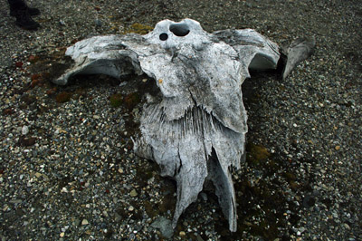 Gashamna, Hornsund, Whale Bones - 3
