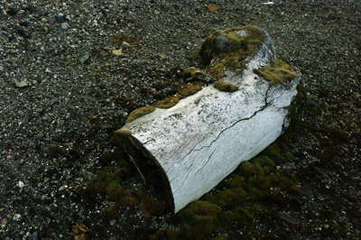 Gashamna, Hornsund, Whale Bones - 8