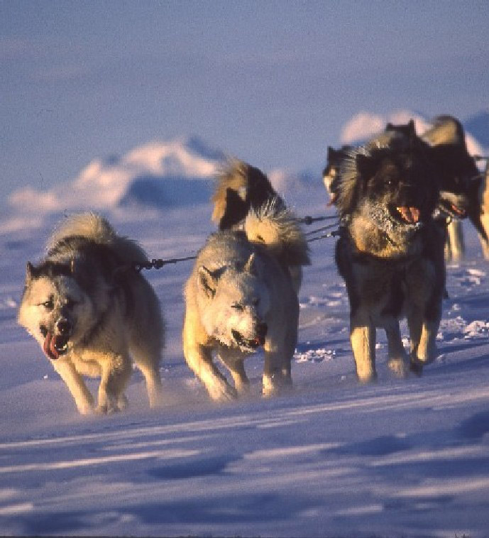 Antarctic Husky