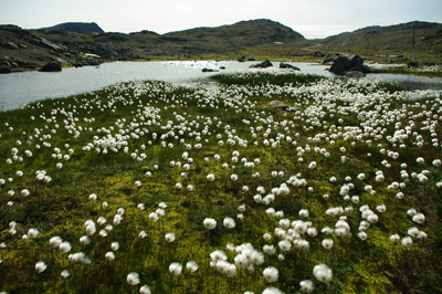 Cotton Grass - Wildflower - Greenland