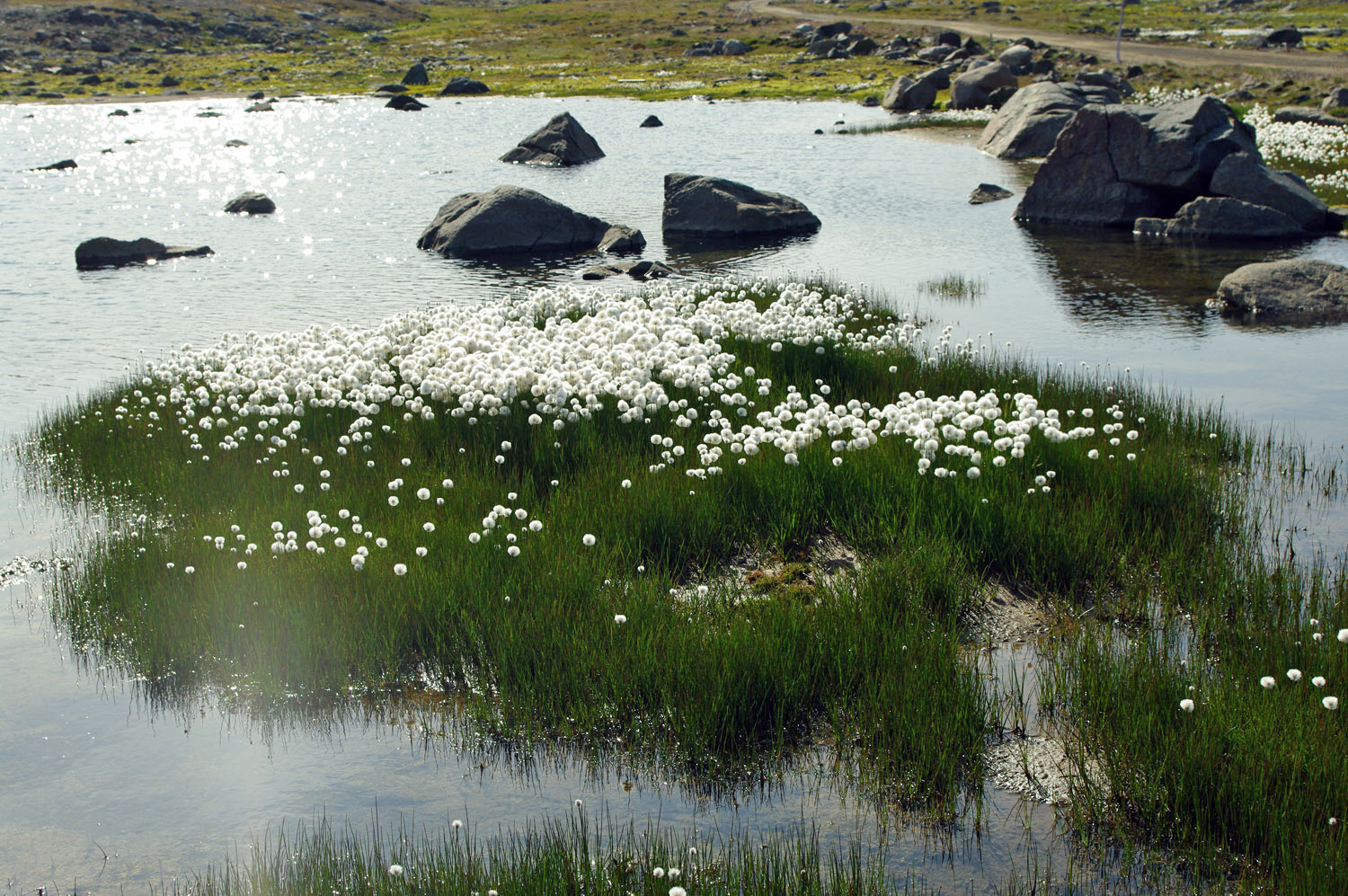 Cotton Grass - Wildflower - Greenland<br />, greenland, travel