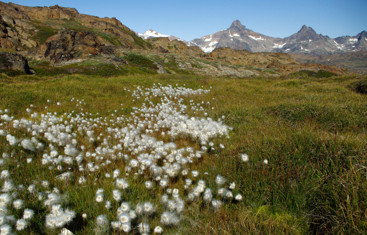 Cotton Grass and Mountains - Greenland, greenland, travel