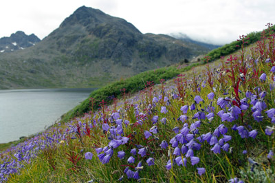 Harebell  - Wildflowers - Valley of the Flowers - Greenland<br />