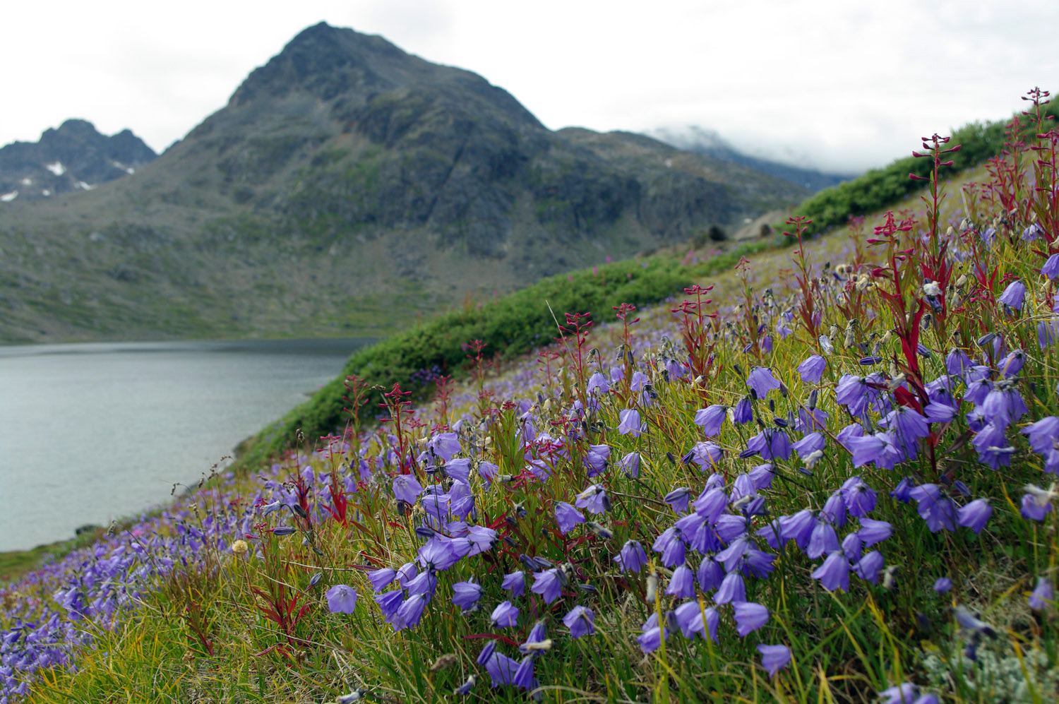Harebell  - Wildflowers - Valley of the Flowers - Greenland<br />, greenland, travel
