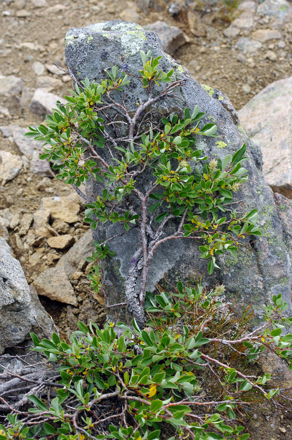 Dwarf Willow on Rock - Greenland<br />, greenland, travel
