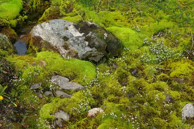 Valley of the Flowers - Greenland<br />