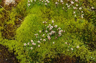 Valley of the Flowers - Greenland