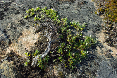Dwarf Willow on Rock - Greenland