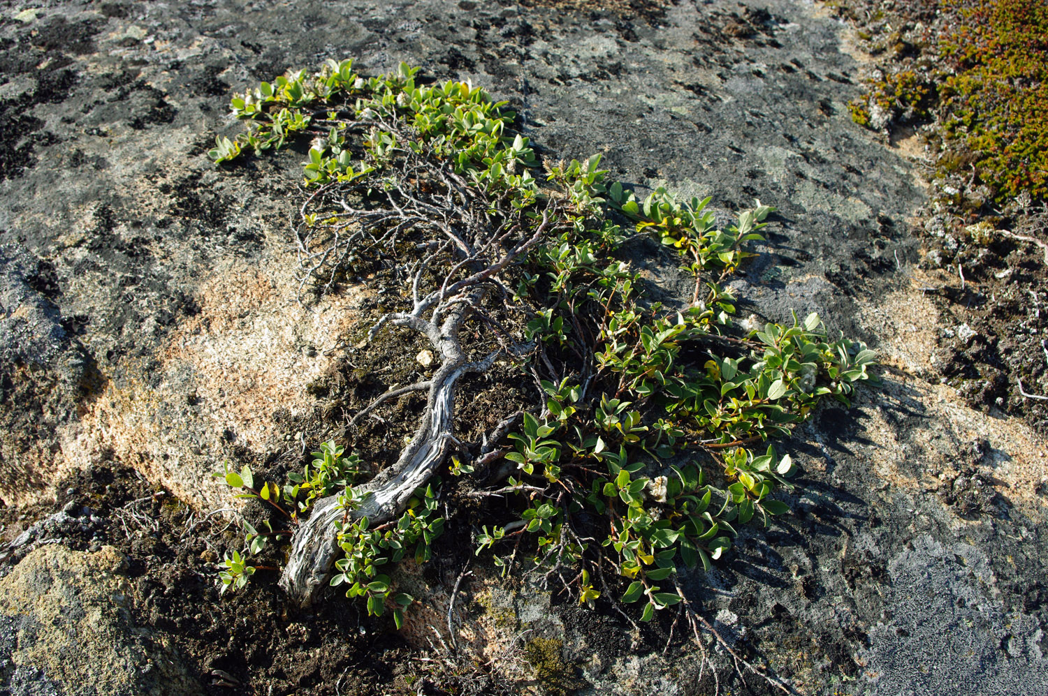 Dwarf Willow on Rock - Greenland, greenland, travel