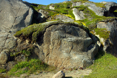 Moss and soil build-up on rock - Greenland