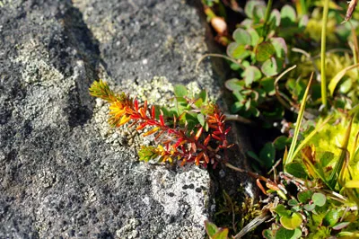 Flower Valley - Greenland<br />