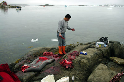 Kulusuk - Seal Hunt Butchery - East Greenland<br />