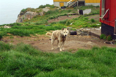 Ammassalik / Tasiilaq Sled Dog - East Greenland - 1<br />