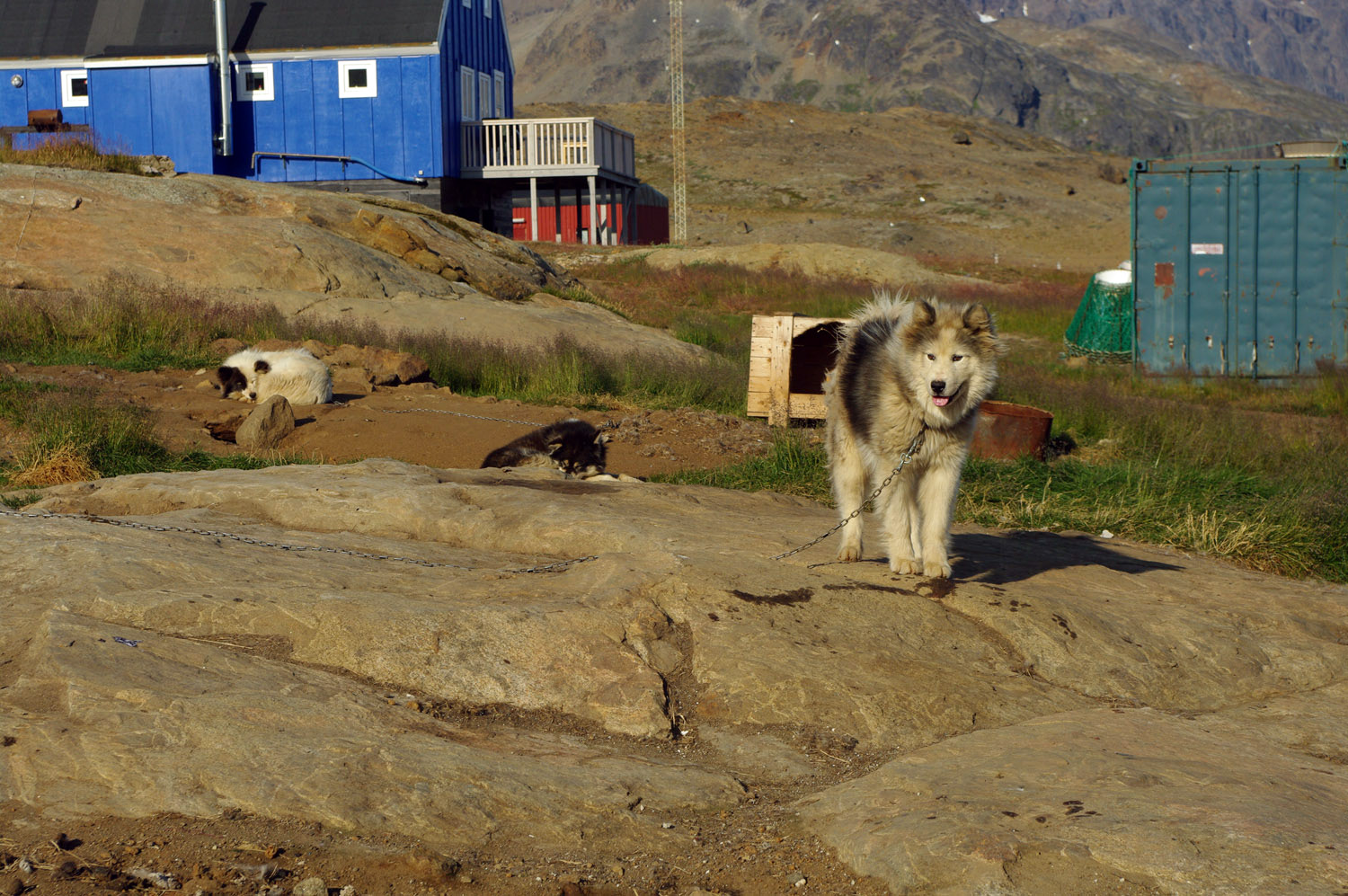 Ammassalik / Tasiilaq Sled Dog - East Greenland - 3<br />, greenland, travel