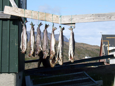 Ammassalik / Tasiilaq - Drying Fish - East Greenland<br />