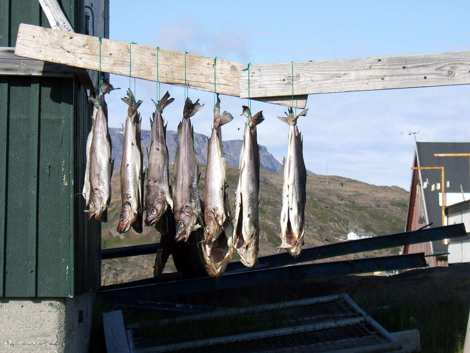 Ammassalik / Tasiilaq - Drying Fish - East Greenland<br />, greenland, travel