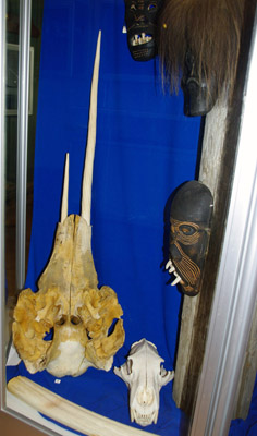 Ammassalik / Tasiilaq - Museum, Narwhal and Polar Bear Skull - East Greenland