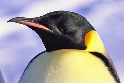 Emperor penguin