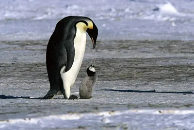 Emperor penguin