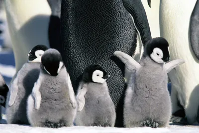 Emperor penguin