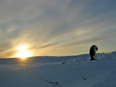 Emperor penguin