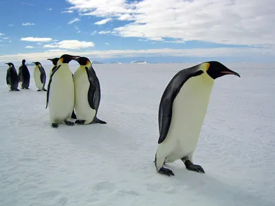 Emperor penguin