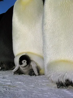 Emperor penguin