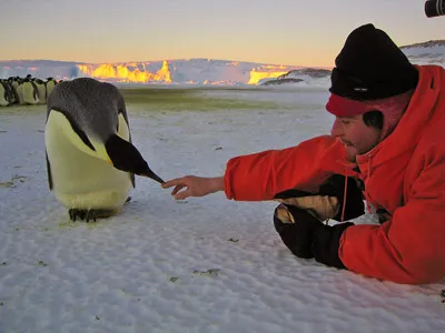 Emperor penguin