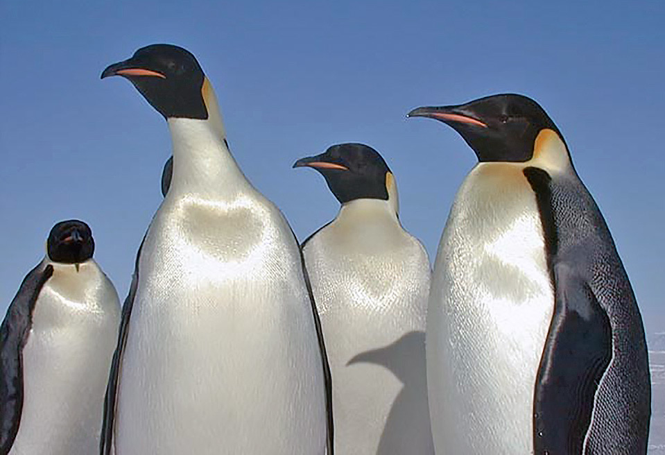 group-of-emperor-penguins-aptenodytes-forsteri