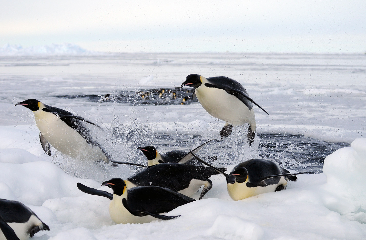 Emperor Penguins in Antarctica