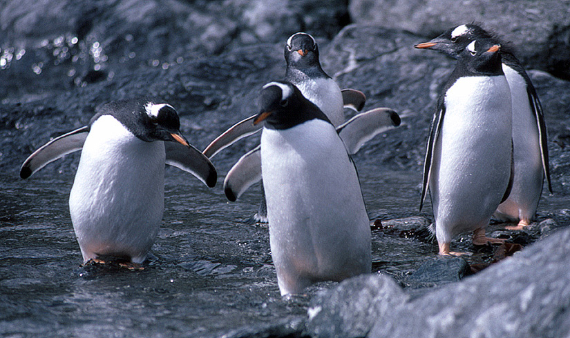 penguin swimming