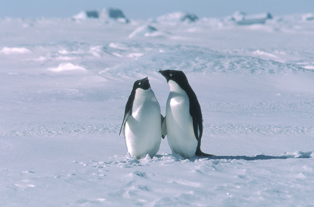 The Antarctic Population - who lives in Antarctica