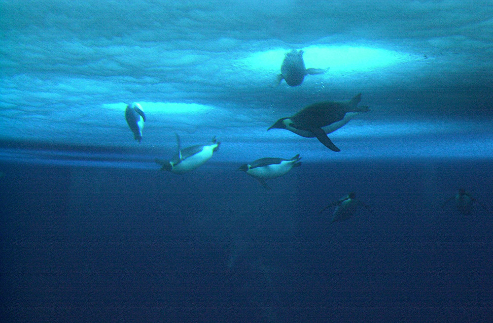 Emperor penguins diving under ice