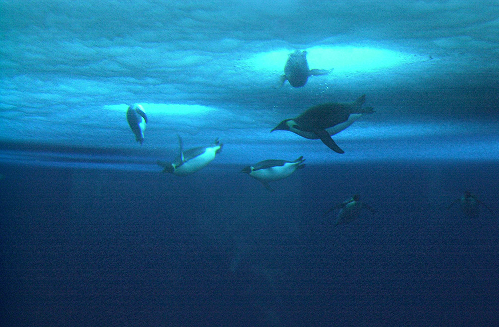 antarctic penguins diving