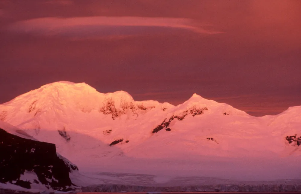 Adelie penguin