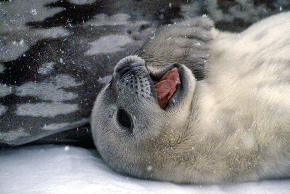 Antarctic seals