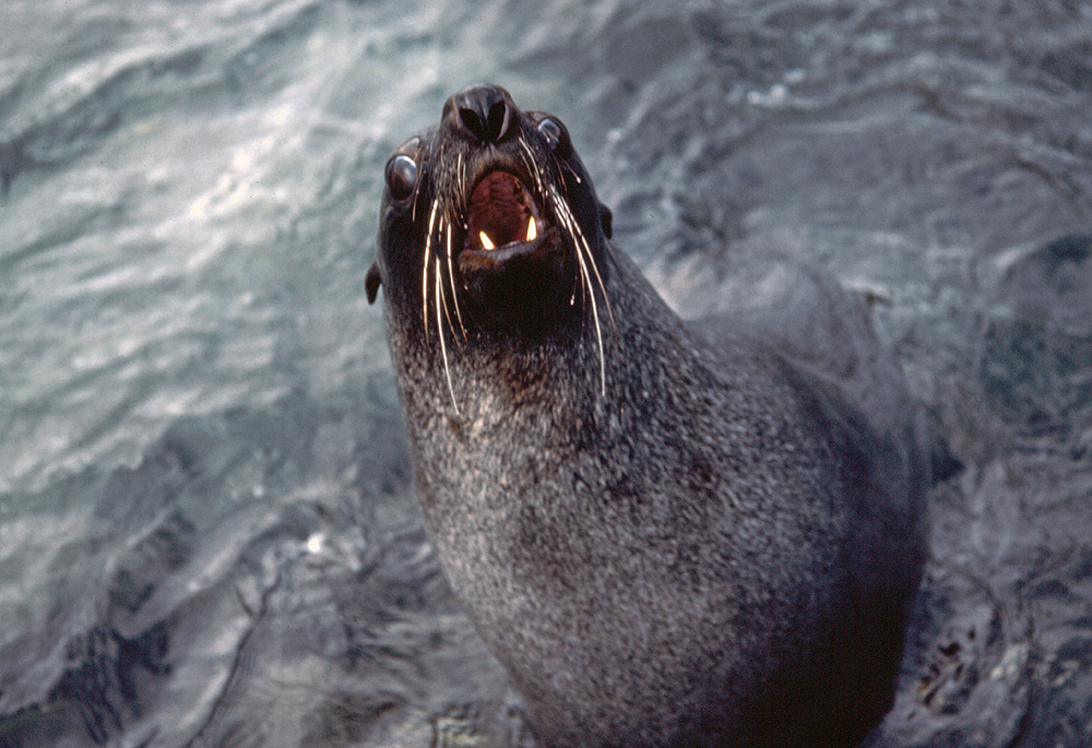 Antarctic seals