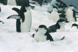 Chinstrap penguins after snow shower, go to larger picture