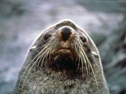Southern fur seal
