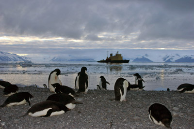 Adelie Penguins Cape Adare