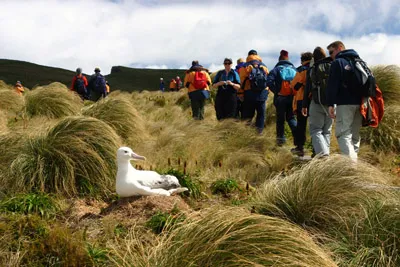 Campbell Island Royal Albatross