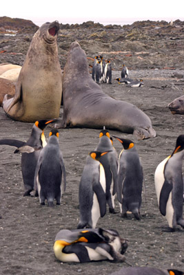 Elephant seals fighting Macquarie Island