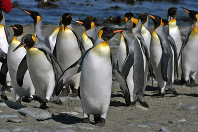 King Penguins Macquarie Island