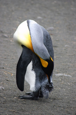 King penguin preening