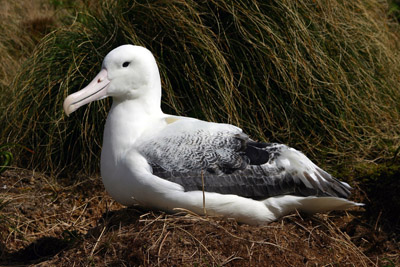 Royal Albatross Campbell Island